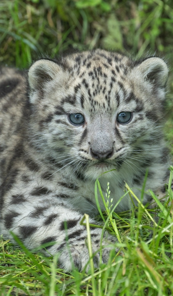 Маленький детеныш снежного барса на зеленой траве