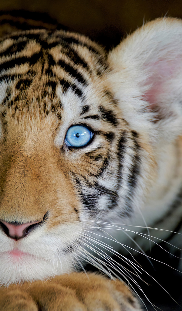 Маленький тигренок с голубыми глазами