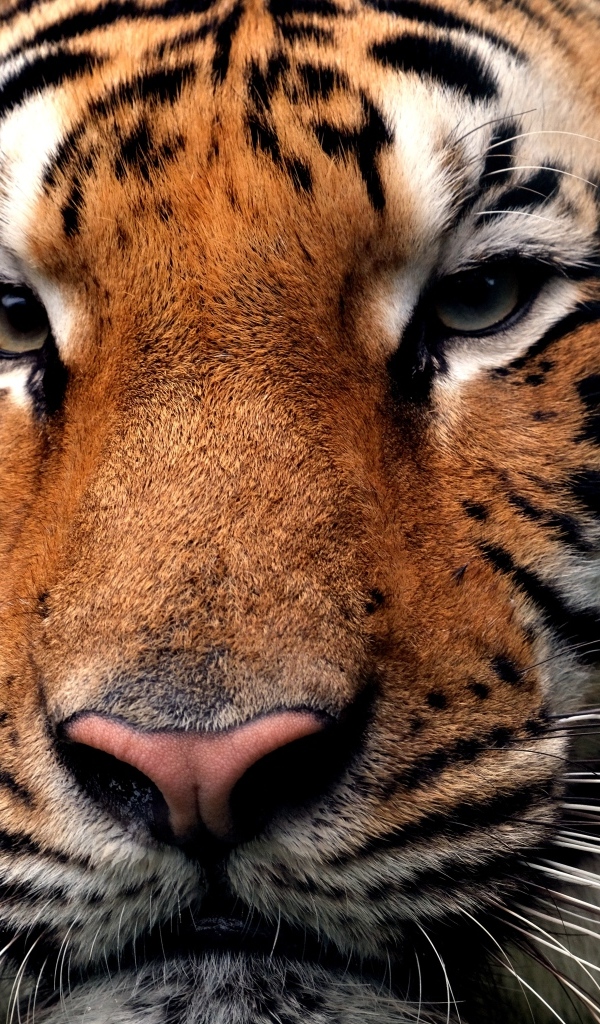 Серьезная морда полосатого тигра