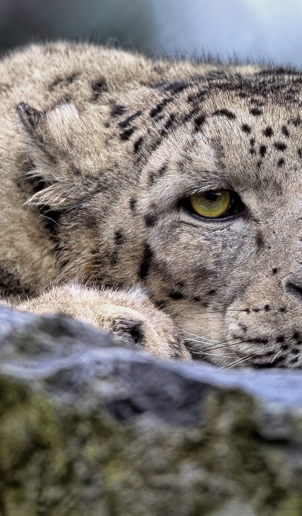 Снежный барс отдыхает на камне