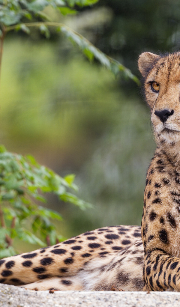 Пятнистый гепард лежит на камне