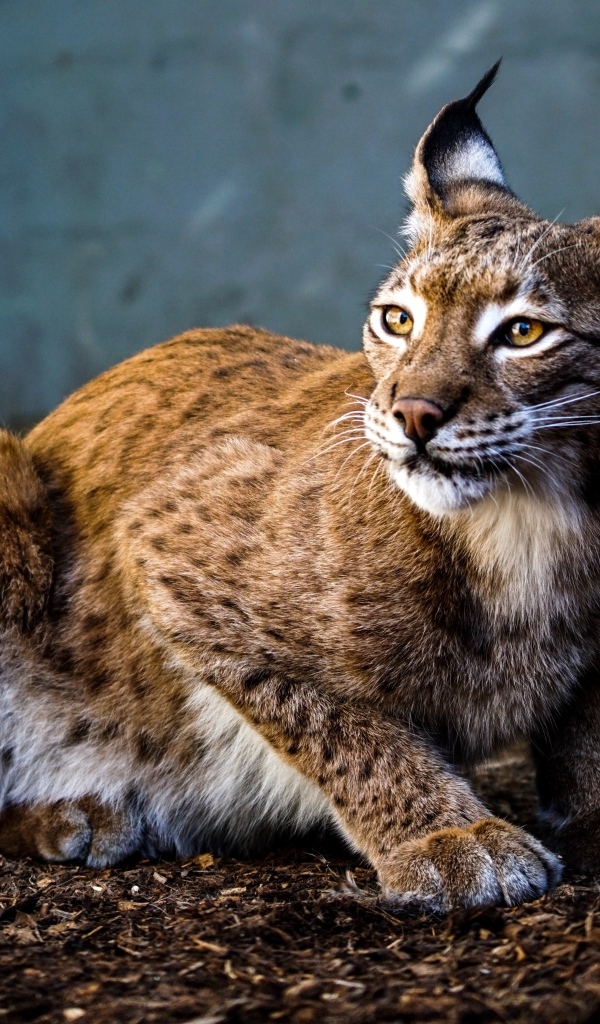 Пятнистая рысь с красивыми ушами