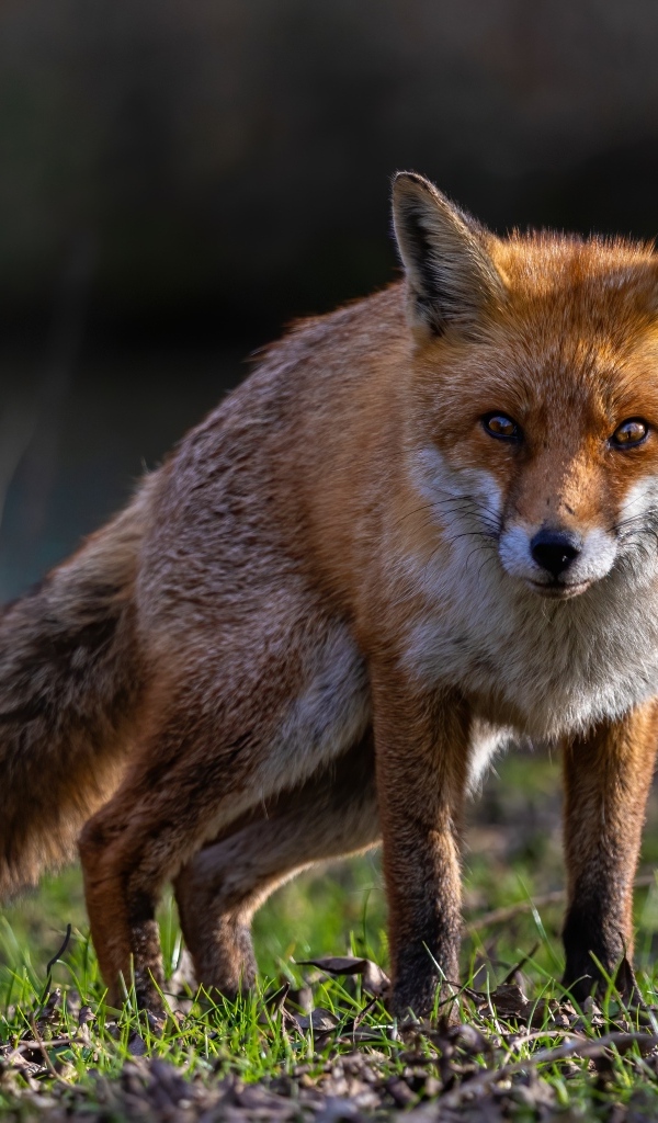 Хитрая рыжая лиса стоит на траве
