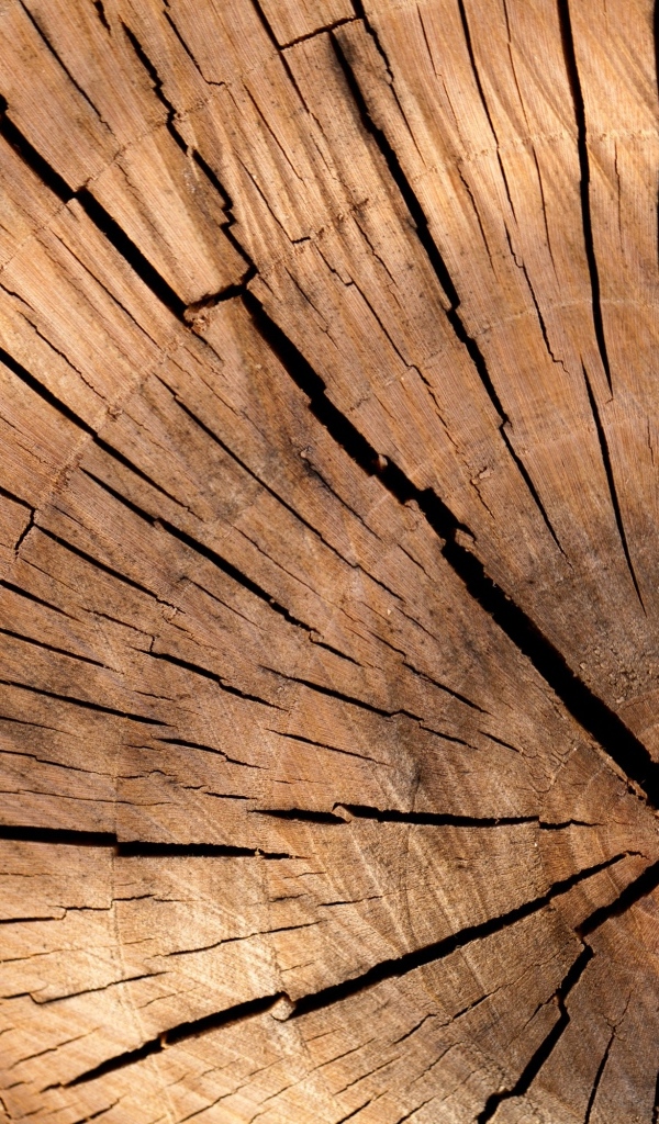 Спил дерева для фона