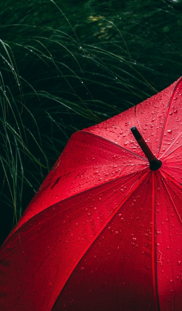 Большой красный зонт в траве под дождем