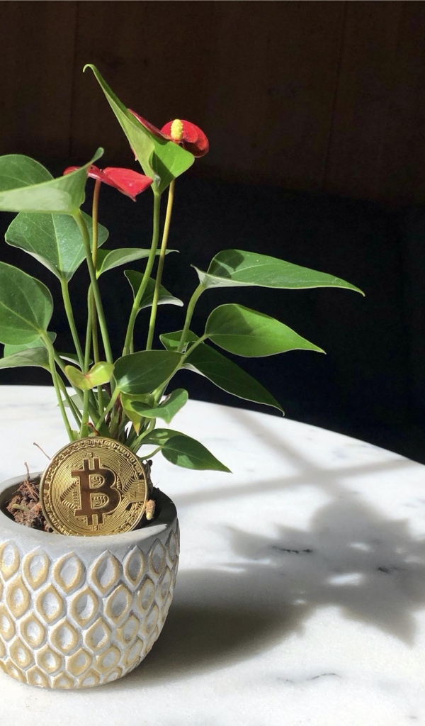 Монета биткоин с цветком антуриума