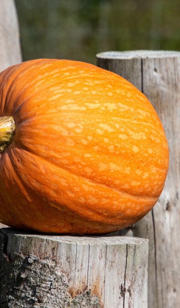 Большая оранжевая тыква лежит на деревянном пне
