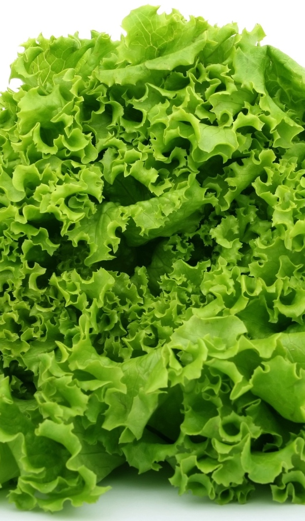 Пучок зеленых листьев салата на белом фоне