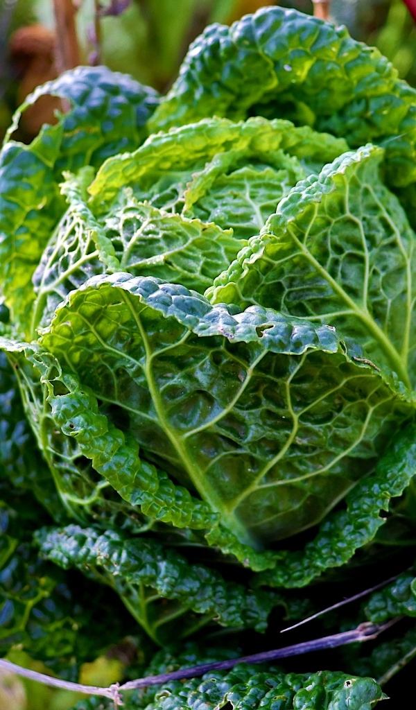 Капуста растет на грядке