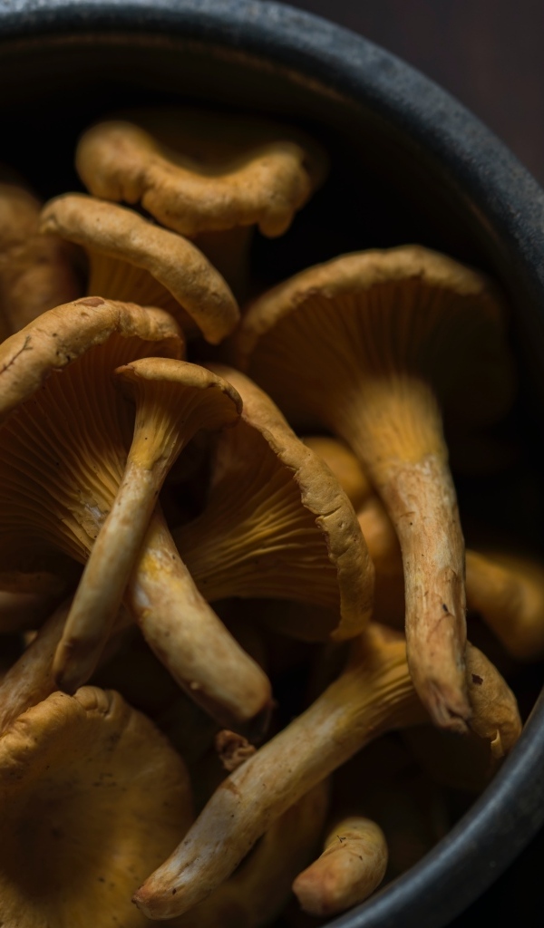 Грибы лисички в миске на столе