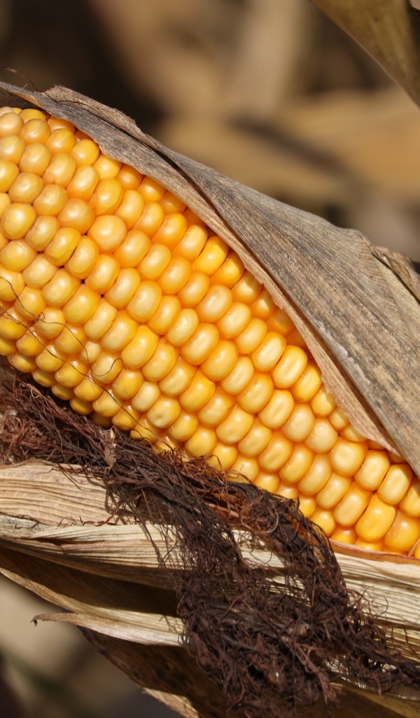 Початок кукурузы в листьях