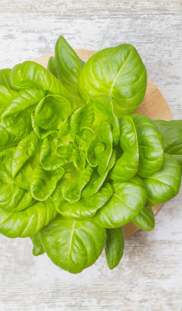 Свежий базилик на сером столе