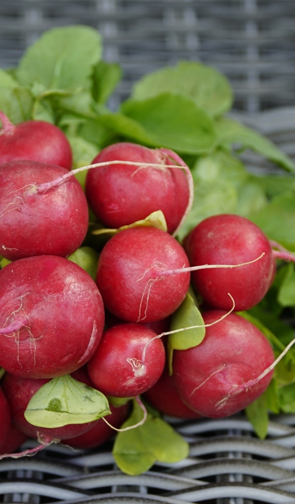 Свежий красный редис на столе