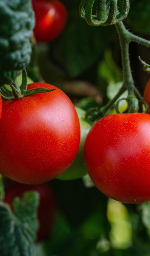 Свежие спелые томаты на грядке