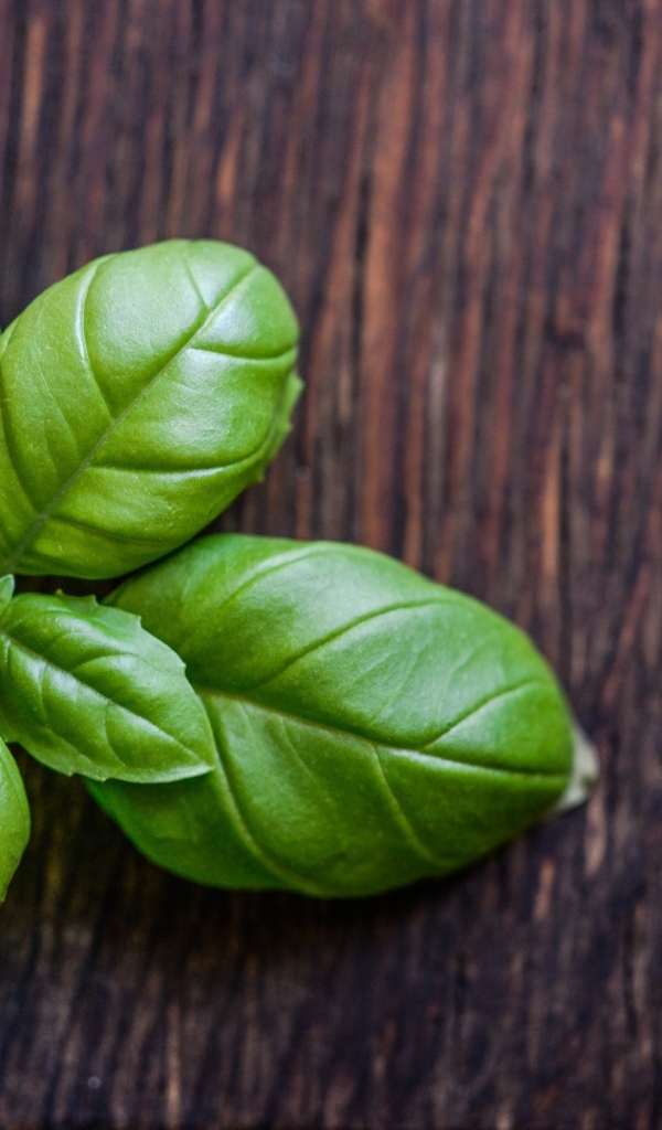Зеленые листья базилика на деревянном столе