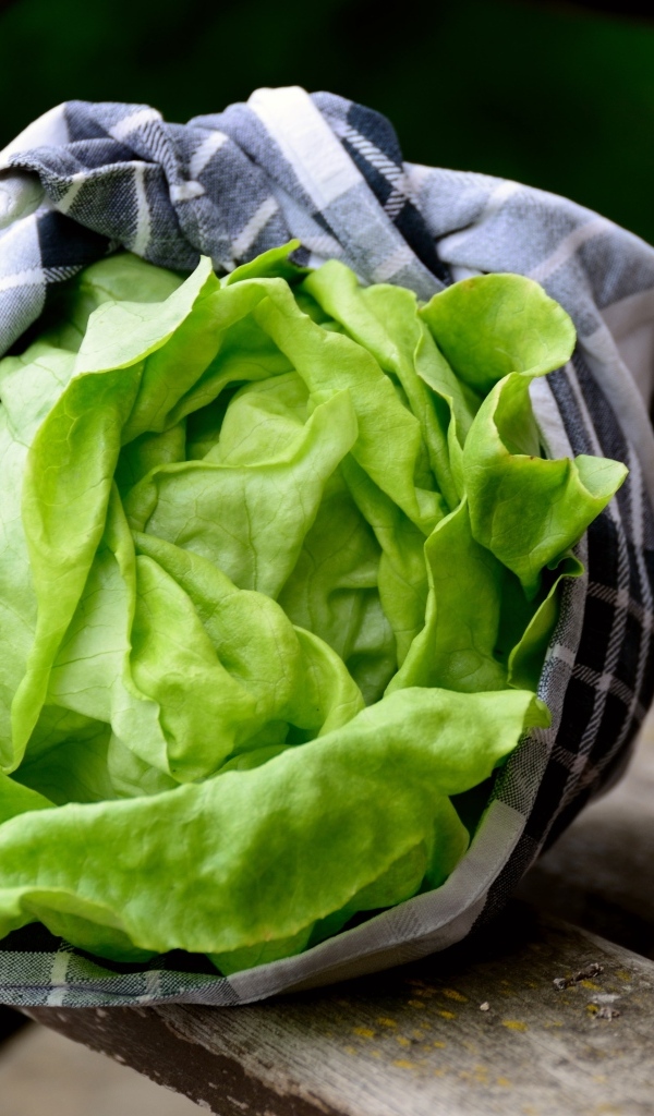 Зеленые листья салата крупным планом