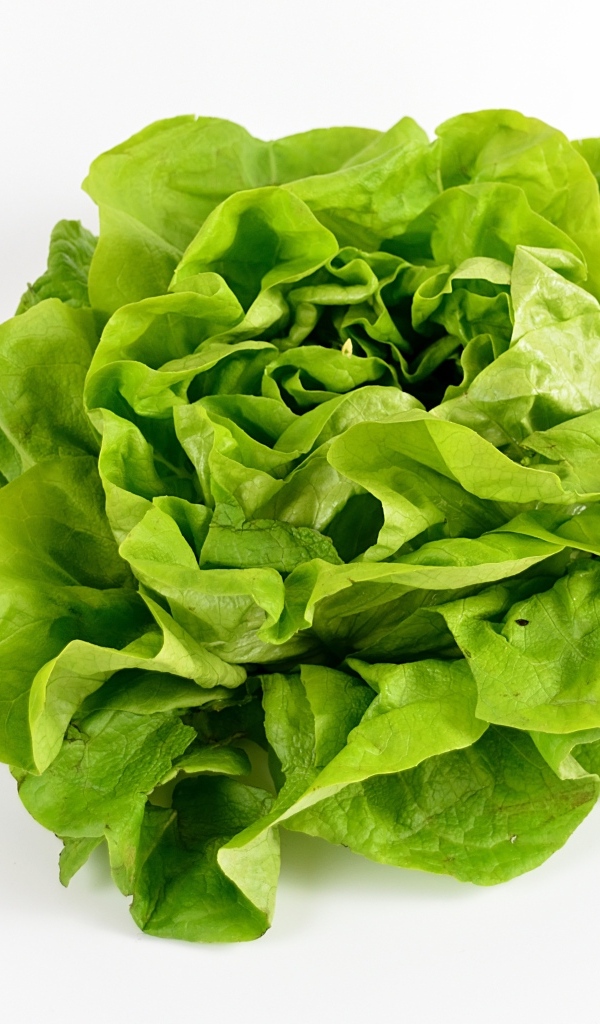 Листья зеленого салата на белом фоне