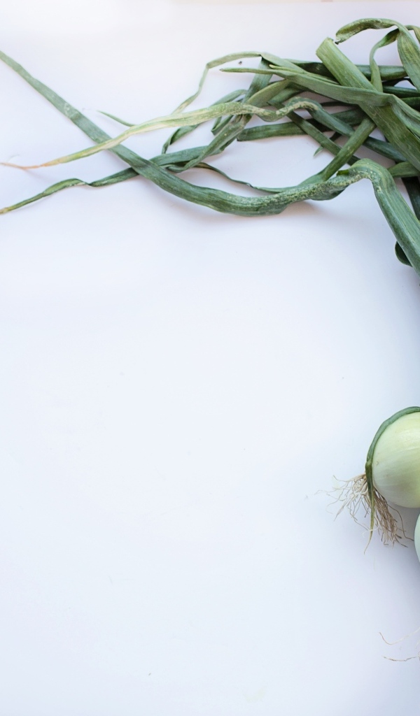 Зеленый лук на сером фоне