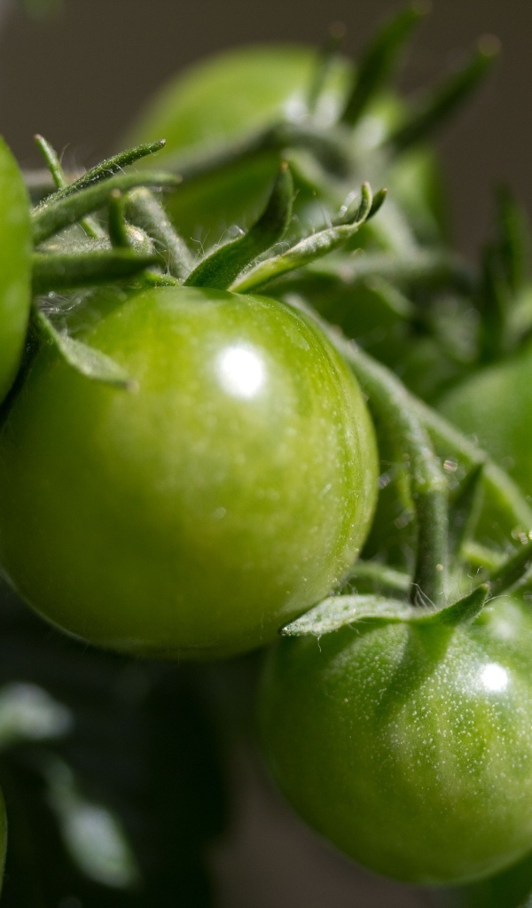 Зеленые помидоры на ветке