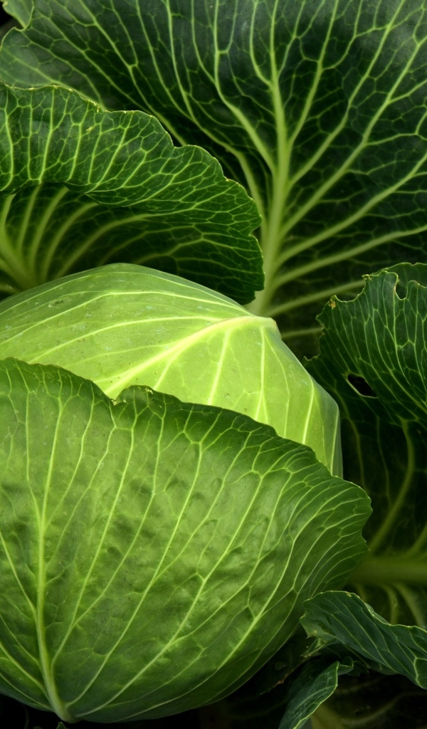 Кочан большой свежей капусты с листьями