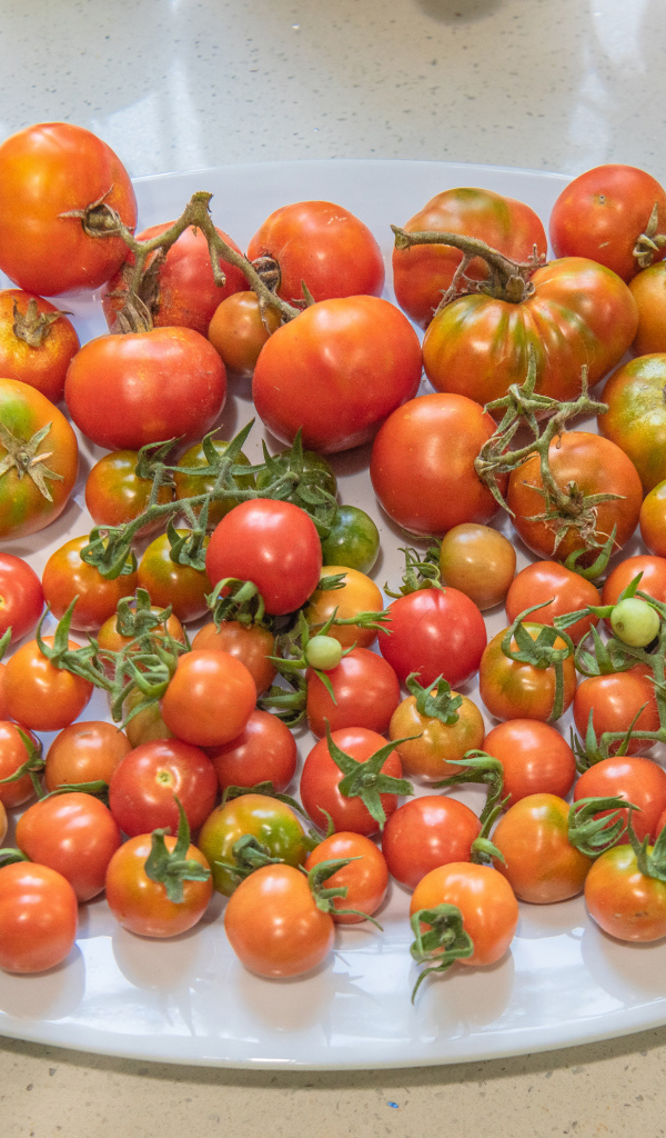 Большая белая тарелка с красными помидорами