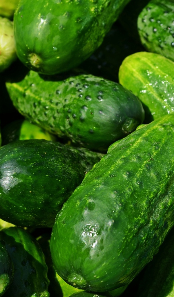 Много свежих огурцов на консервацию 