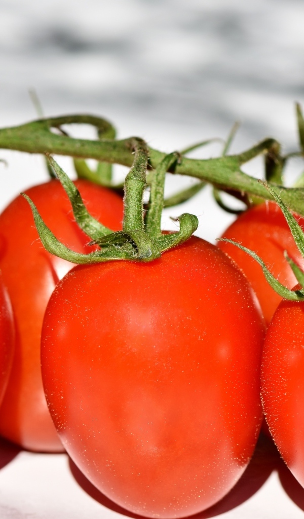 Много красных помидор на ветке 