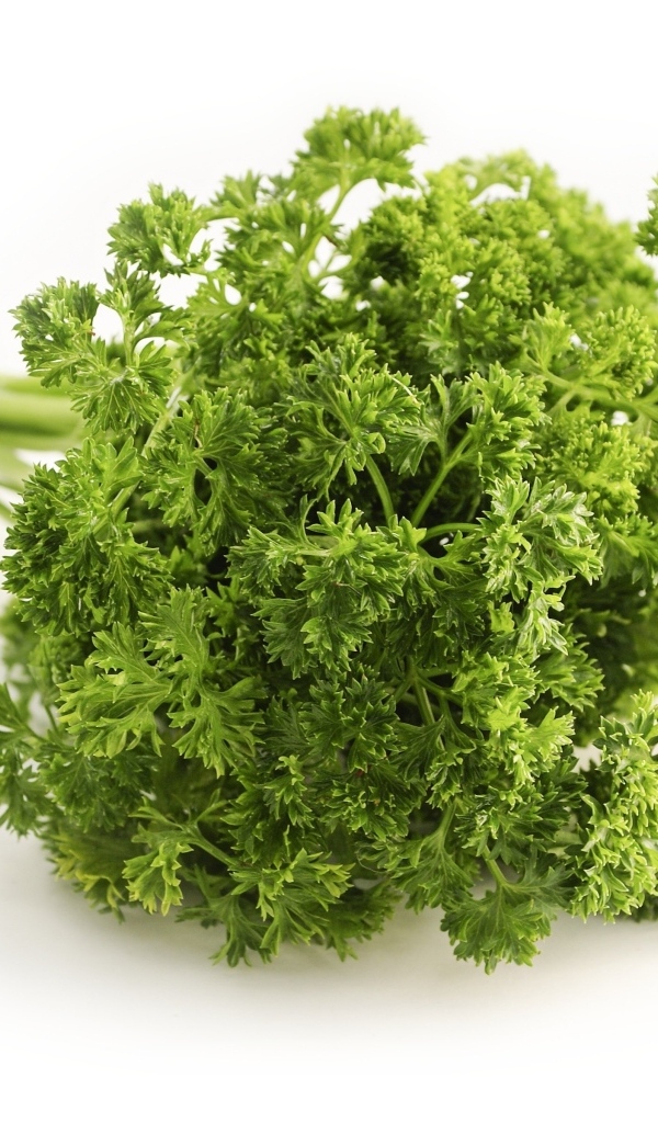 Зелень петрушки на белом фоне
