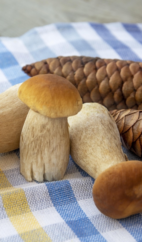 Белые грибы с шишками на столе