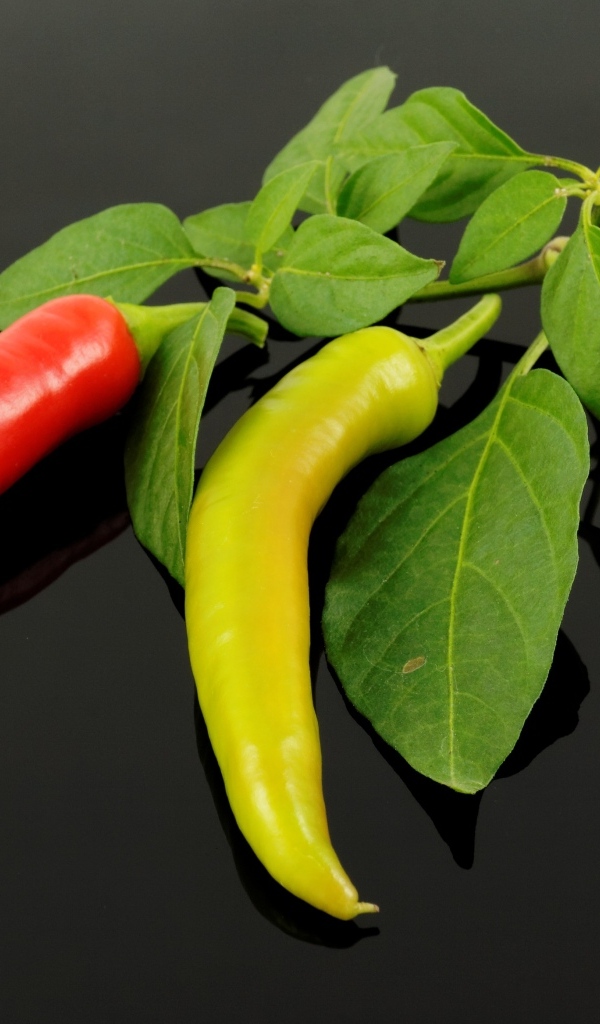 Красный и зеленый острый перец на ветке с листьями
