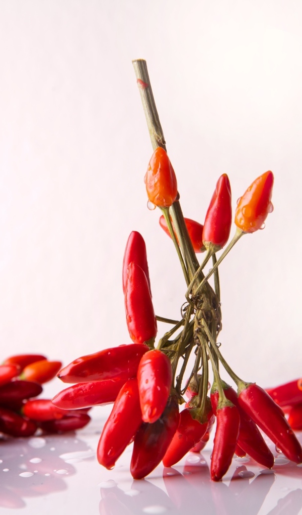 Красный острый перец на белом фоне