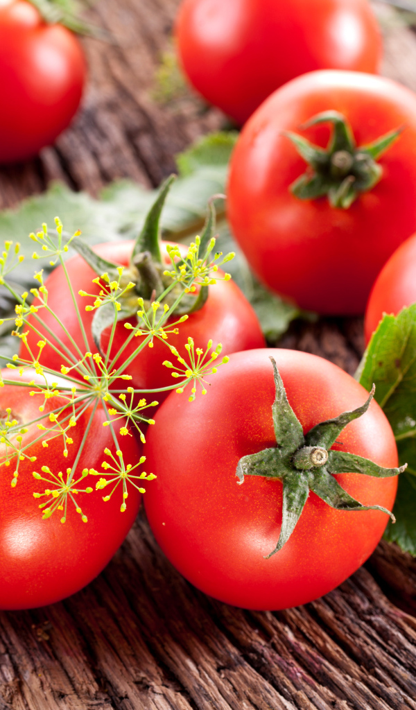 Красные помидоры на деревянном столе с укропом