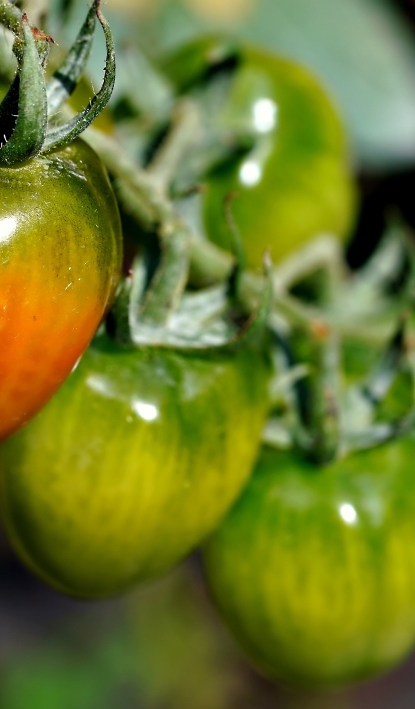 Созревающие томаты на ветке