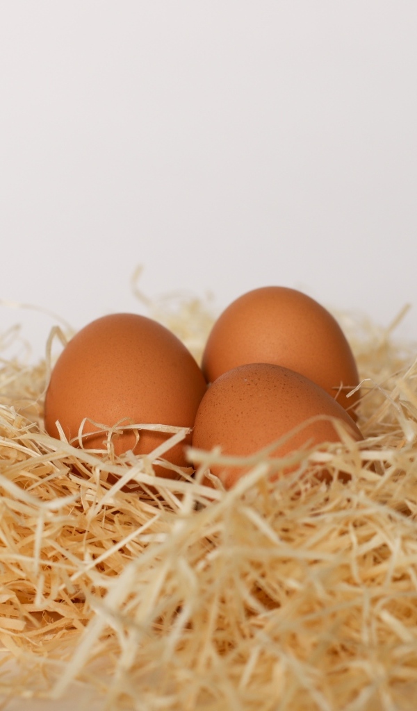 Три куриных яйца лежат в гнезде