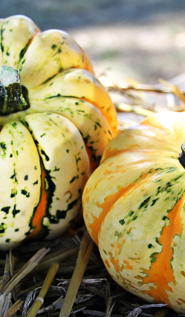 Две большие тыквы на огороде