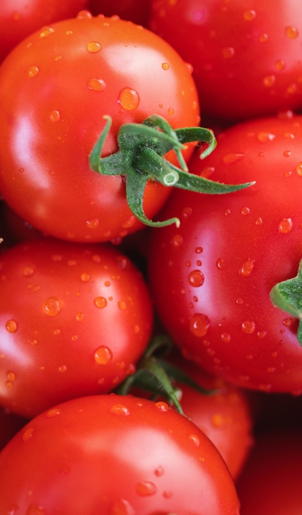 Мокрые чистые красные помидоры крупным планом