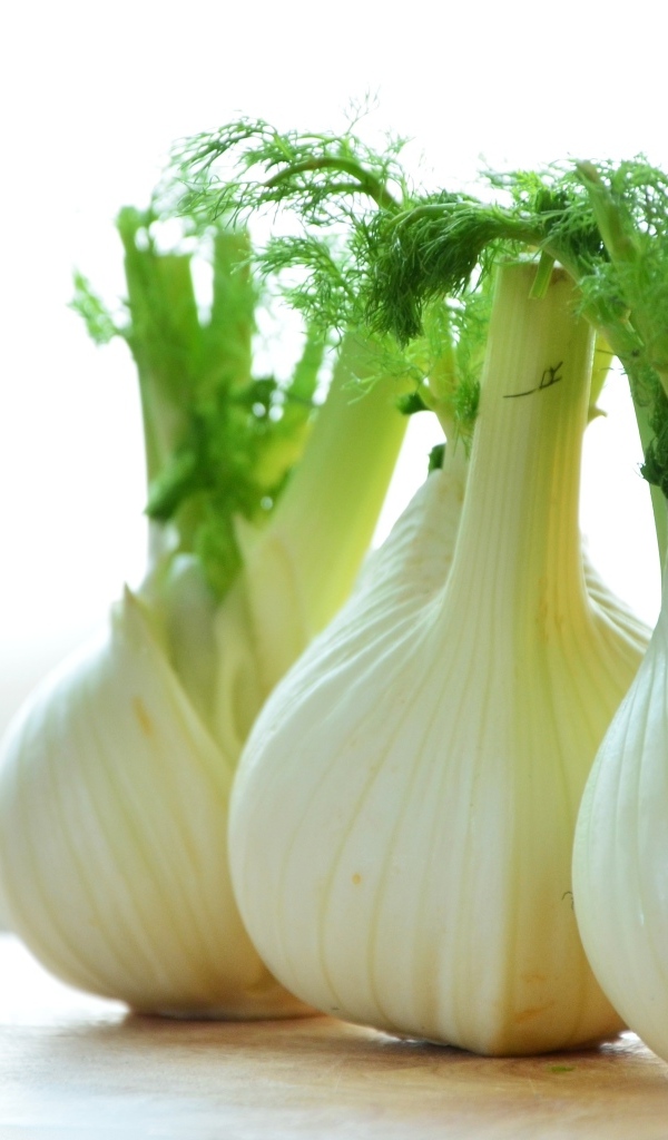 Белые луковицы фенхеля на столе