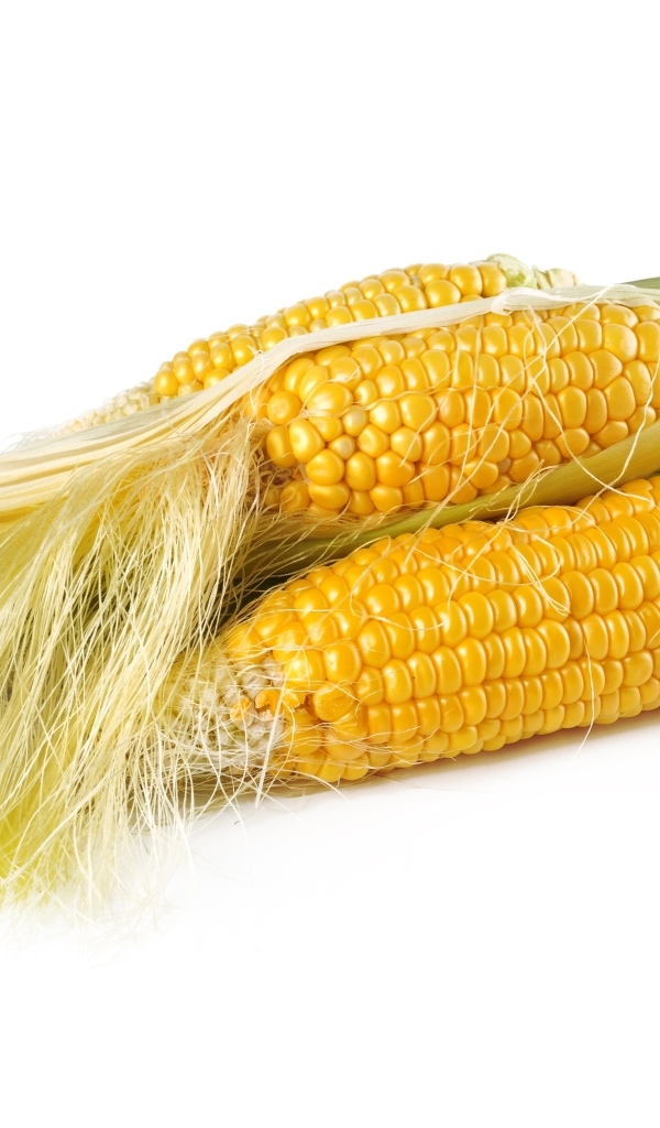 Желтые початки кукурузы на белом фоне