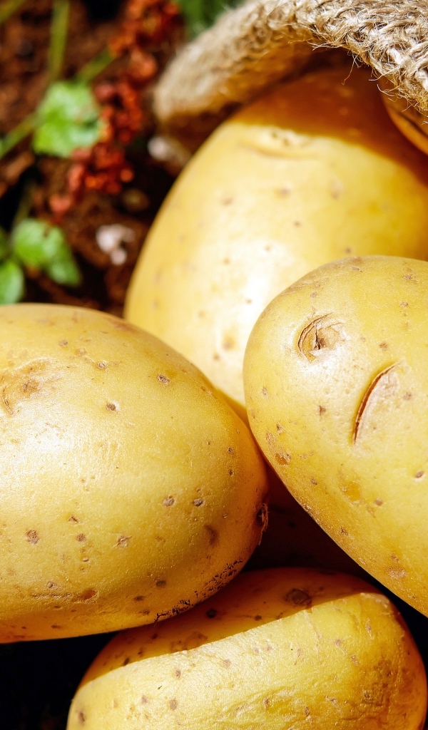 Молодой картофель в мешке крупным планом