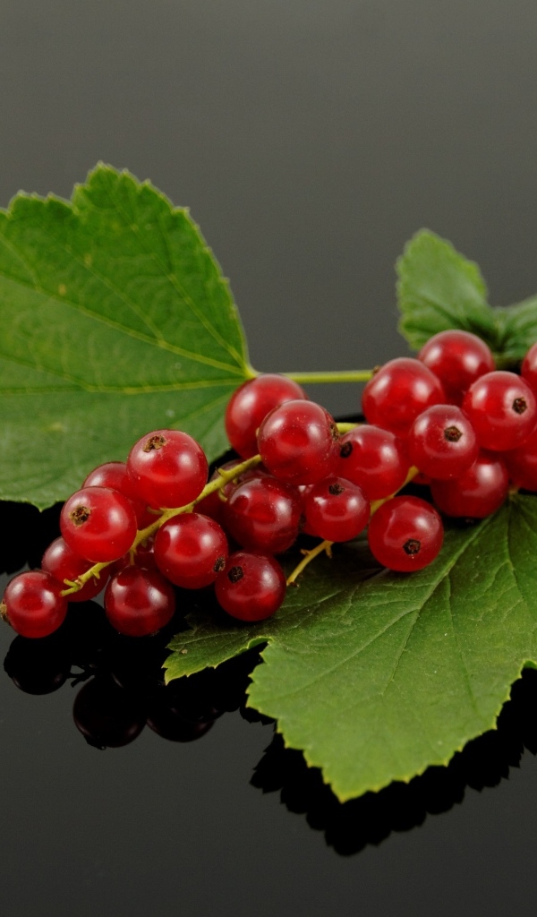 Гроздь красной смородины с зелеными листьями на сером фоне