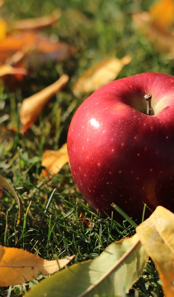 Большое красное яблоко лежит на траве с листвой