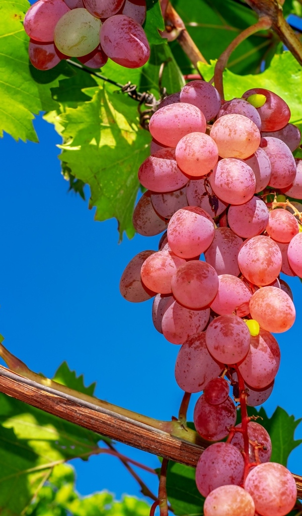 Красивый крупный розовый виноград на лозе