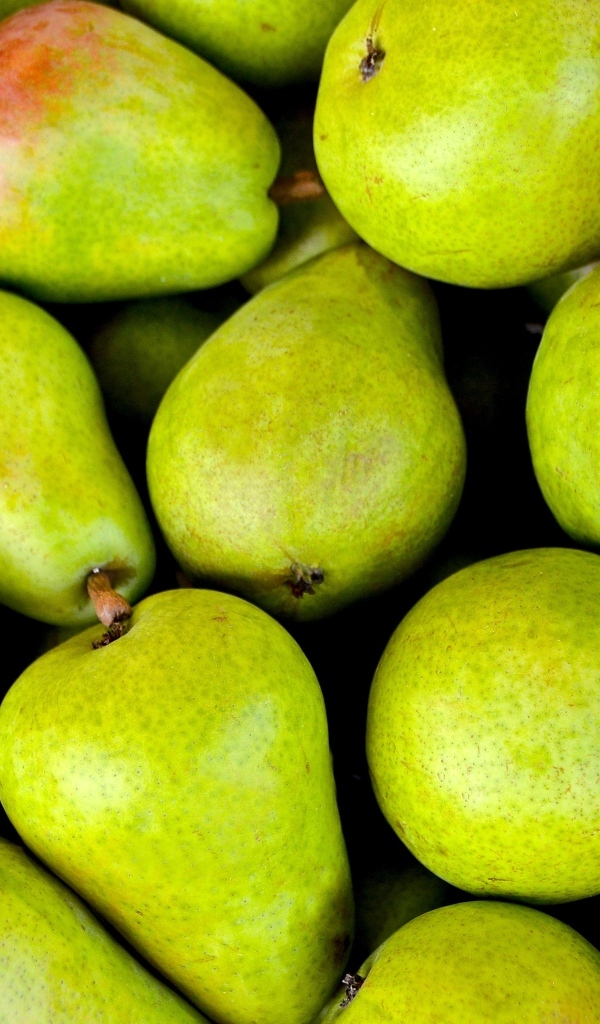 Красивый большие спелые груши крупным планом