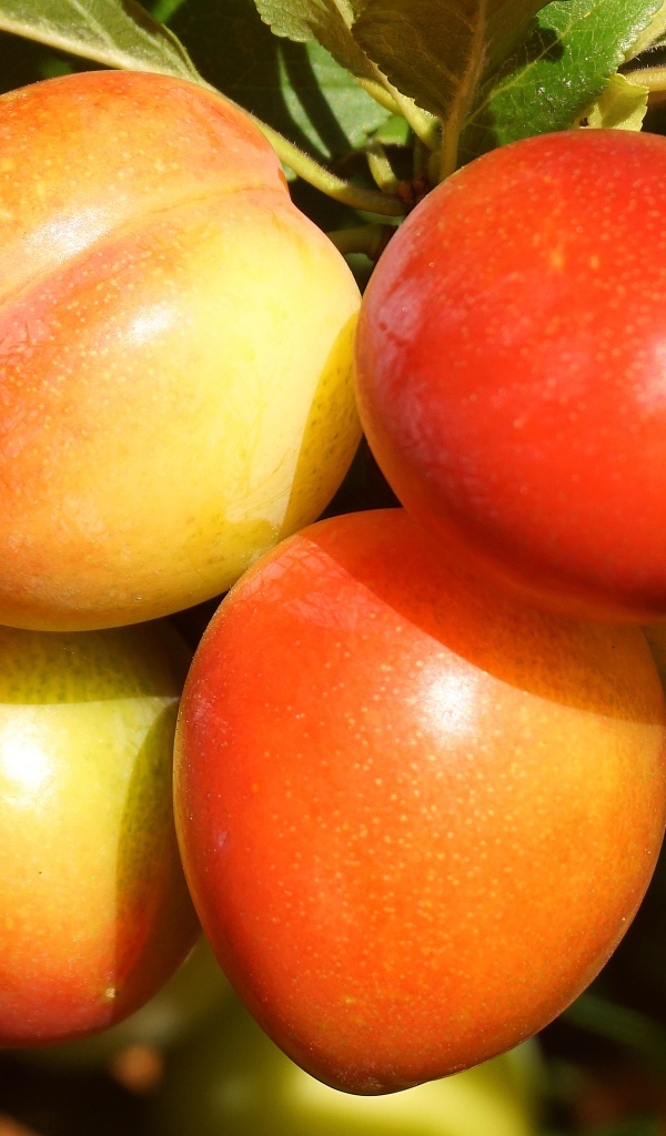 Красивые оранжевые сливы на ветке