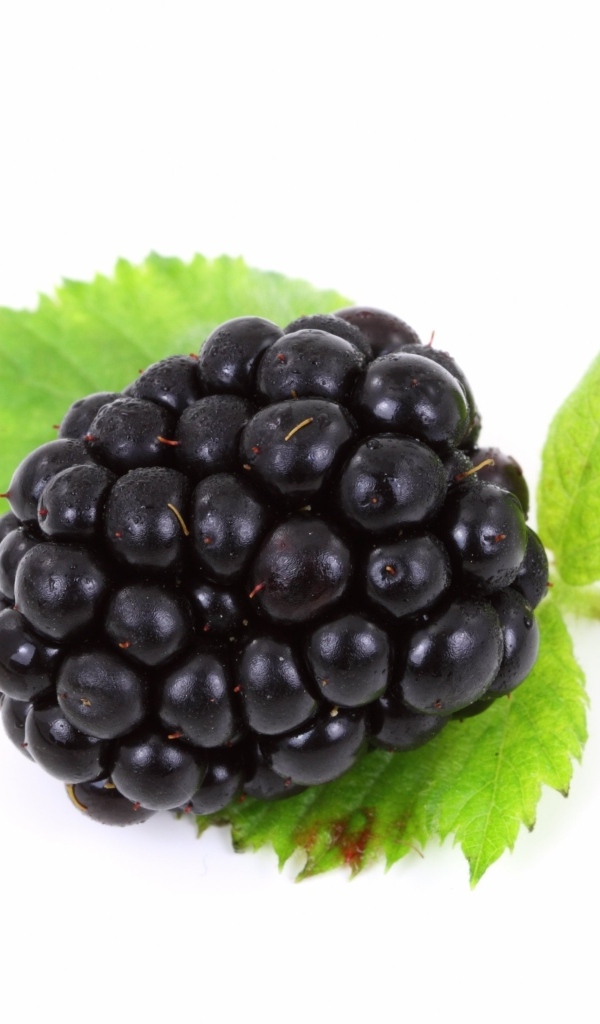 Большая ягода ежевики с листьями на белом фоне