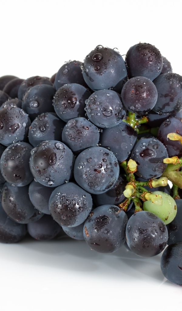 Большая гроздь синего винограда на белом фоне