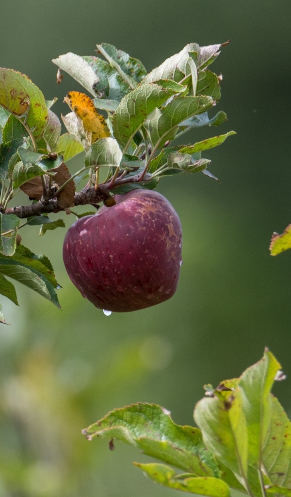 Большие красные яблоки на ветке дерева 