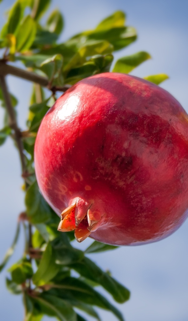 Большой спелый гранат на ветке дерева 