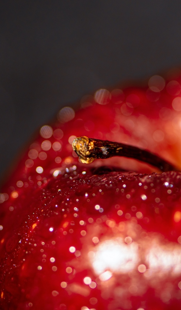 Большое мокрое красное яблоко на сером фоне