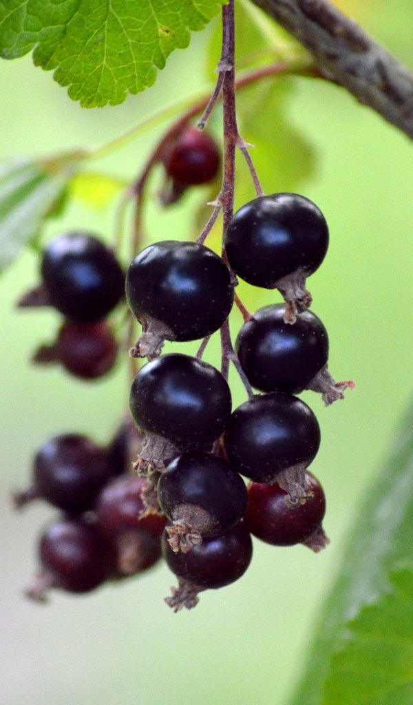 Ягоды черной смородины на ветках